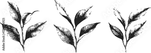 Botanical leaves sketch, hand drawn style, three vintage leafy branches in black ink — stock vector