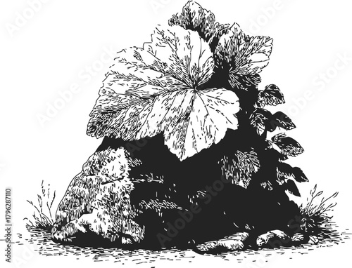 Large-leaved rock fig sketch, hand drawn style, growing over rocky outcrop — stock vector