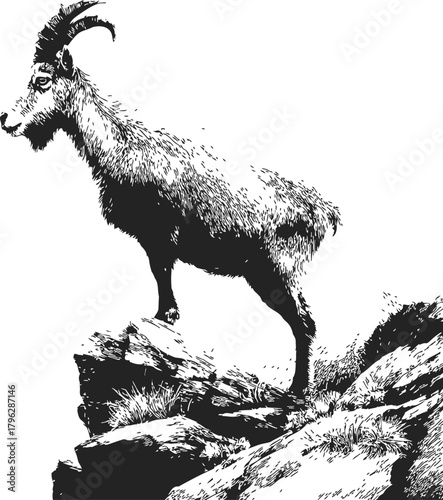 Mountain goat, hand drawn sketch, standing on rocky alpine terrain with curved horns — stock vector