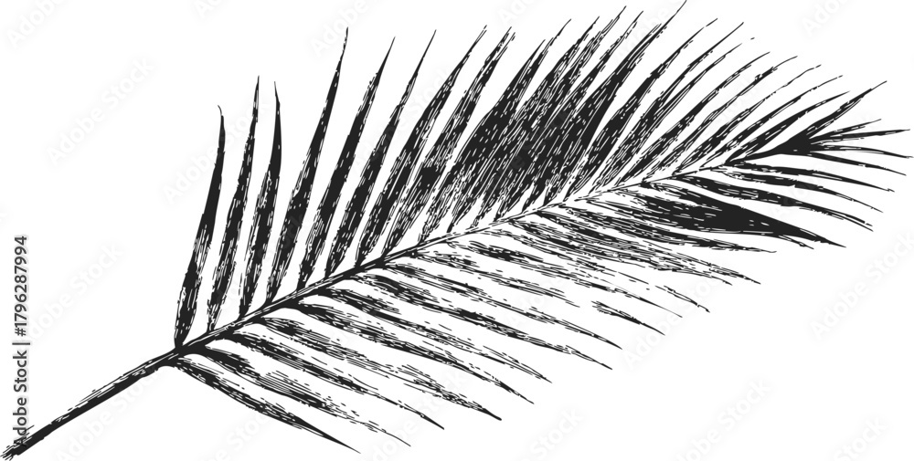Fototapeta premium Palm leaf sketch, hand drawn vector, detailed feather-like frond isolated on white — stock vector