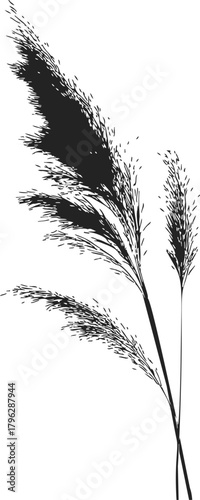 Reed grass silhouette sketch, hand drawn botanical stems with feathery plumes — stock vector