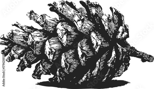 Pine cone sketch, hand drawn botanical style, detailed black and white illustration — stock vector