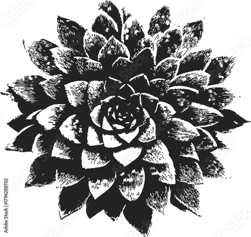 Succulent plant sketch, hand drawn style with detailed rosette leaves — stock vector