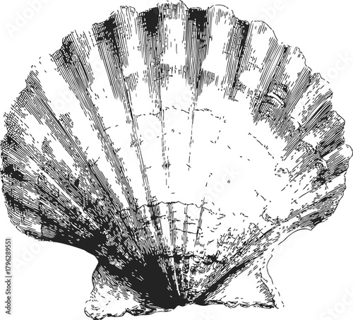 Scallop shell, hand drawn sketch with radiating ridges and shading details — stock vector