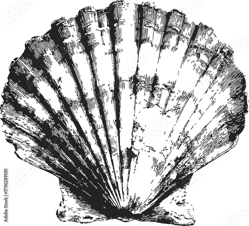 Scallop shell sketch, hand drawn vector with detailed textured lines and natural fan shape — stock vector