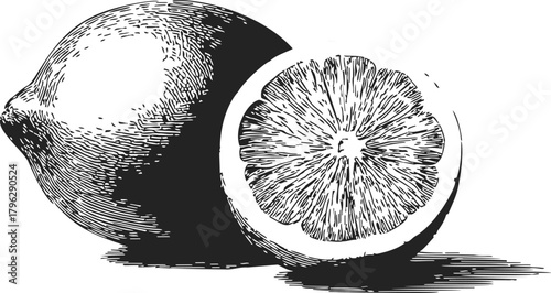 Lemon sketch hand drawn whole fruit and half citrus cross section — stock vector