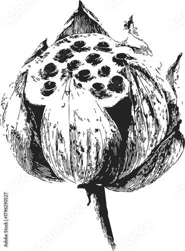 Lotus seed pod sketch, hand drawn botanical illustration with detailed texture — stock vector