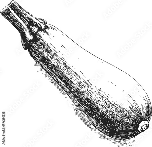 Zucchini sketch hand drawn vegetable detailed black and white illustration — stock vector