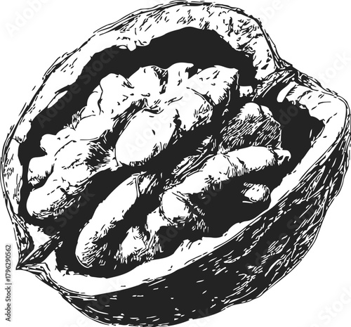 Walnut, hand drawn sketch style, cracked open shell with kernel inside — stock vector
