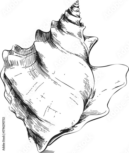 Conch shell sketch, hand drawn line art of spiral seashell with detailed texture — stock vector