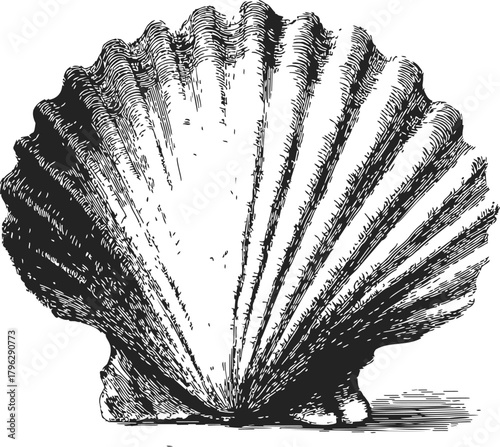 Scallop shell sketch, hand drawn fan-shaped seashell with detailed ridges — stock vector