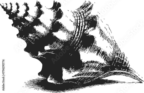 Conch shell sketch hand drawn vector, detailed black and white engraving style — stock vector