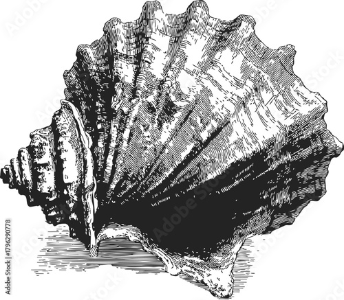 Sea shell sketch, hand drawn vector illustration of detailed conch shell — stock vector