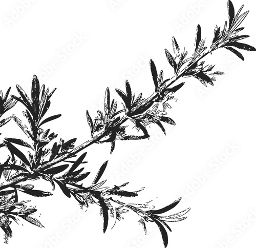 Rosemary branch sketch, hand drawn vector illustration with detailed leaves — stock vector