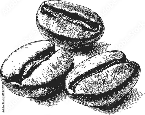 Coffee beans, hand drawn sketch, three whole beans with detailed line art — stock vector