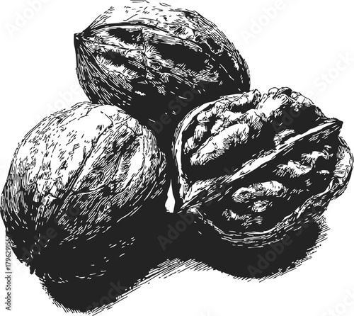 Walnut hand drawn sketch, detailed black and white nut illustration — stock vector