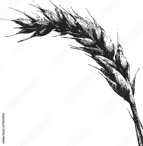 Wheat ear sketch hand drawn botanical style isolated on white background — stock vector