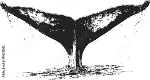 Whale tail sketch, hand drawn style, fluke emerging from ocean surface — stock vector