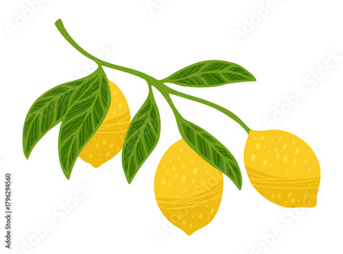 Lemon tree branch textured vector illustration. Citrus twig leafage lemon with leaves. Fresh juicy citrus abstract whole yellow lemons art. Decorative fruits painting hand drawn design elements