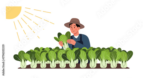 Farmer Harvests Fresh Bok Choy Under Sunny Skies In A Vibrant Agricultural Scene