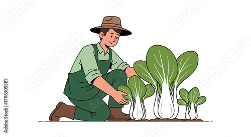Farmer Planting and Growing Fresh Bok Choy in His Garden With Great Care