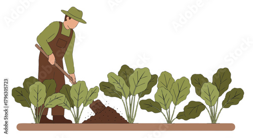 Farmer Working In Garden Tending Harvest Of Fresh, Green Leafy Vegetables In Field