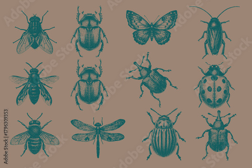 Collection of Vintage insects set for modern design. Trendy retro Cockroach, Stag Beetle, Butterfly, Dragonfly, Honeybee, Wasp, Housefly, Potato Beetle, Ladybug. Vector illustration.