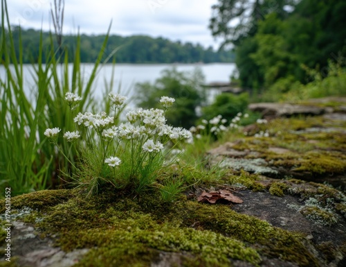 Lakeside Serenity - Mossy Rocks and Wildflowers by the Waters Edge.