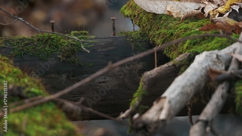 晩秋の渓流の苔の生えた壊れた橋