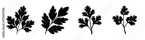 Four stylized black silhouettes of fresh parsley leaves and sprigs collection