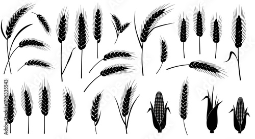 A comprehensive set of stylized black vector silhouettes depicting various cereal grains like wheat, barley, and corn, perfect for design projects.