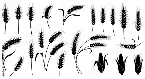 A versatile collection of black silhouette wheat ears and corn cobs, presented as isolated vector illustrations for agricultural design projects.