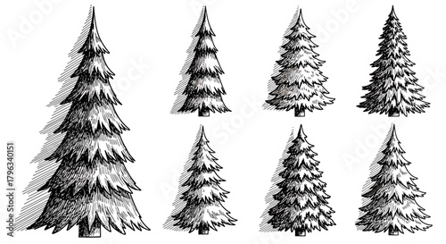 Set of Hand Drawn Black and White Fir and Pine Tree Illustrations for Holiday Design