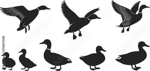 Duck silhouette set with flying and standing poses – black vector illustration of birds in motion and rest for wildlife and nature design themes