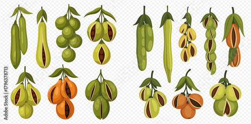 Vector illustration set of various tropical fruits and seed pods, showing different stages of ripeness and forms, isolated on a transparent background.