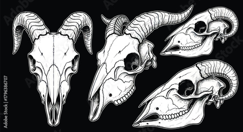 Detailed goat skull illustrations with intricate linework for edgy designs and occult themes