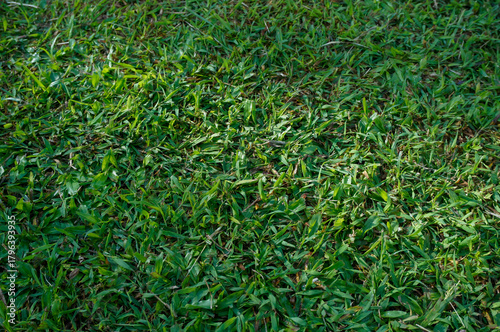 Top view of lush green grass lawn texture, natural background pattern for landscaping or outdoor concepts.