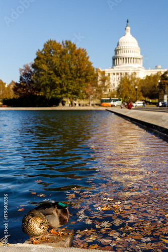 america, american, architecture, building, capital, capitol, city, column, congress, dc, debate, district, dome, government, house, landmark, law, national, politician, pool, representative, senate

