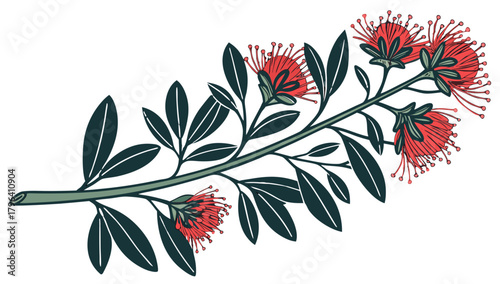 Pohutukawa Christmas Tree Flower Branch Vector, Illustration of a Pohutukawa flower branch with red blossoms and green leaves, often associated with Christmas in New Zealand
