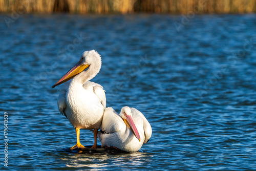 great white pelican