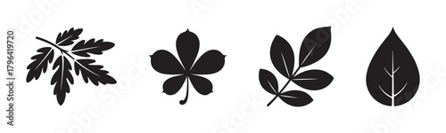 Autumn leaves vector set, colorful fall foliage and black leaf silhouettes, seasonal nature illustration, botanical elements, tree leaf collection, natural decorative design pack