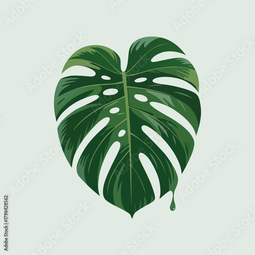 Detailed Illustration of a Monstera Leaf Symbolizing Tropical Beauty and Botanical Art isolated on white representing freshness and growth