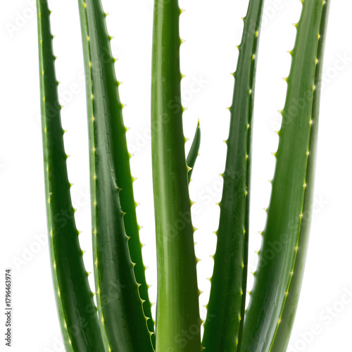 Close up of vibrant green aloe vera plant leaves with sharp spiky edges and a black background highlighting its natural texture and form