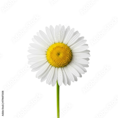 daisy isolated on white background