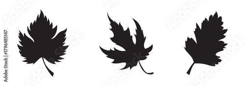 Set of eight black and white maple leaf silhouettes in various shapes and vein styles, representing seasonal foliage and botanical diversity in vector illustration.