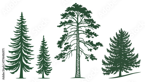 Pine tree vector illustration evergreen forest trees silhouette graphic design nature woodland drawing conifer art