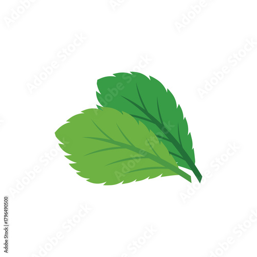 Simple mint logo leaf vector and symbol