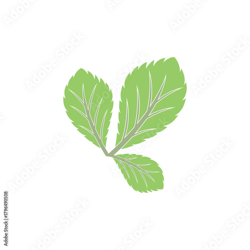 Simple mint logo leaf vector and symbol