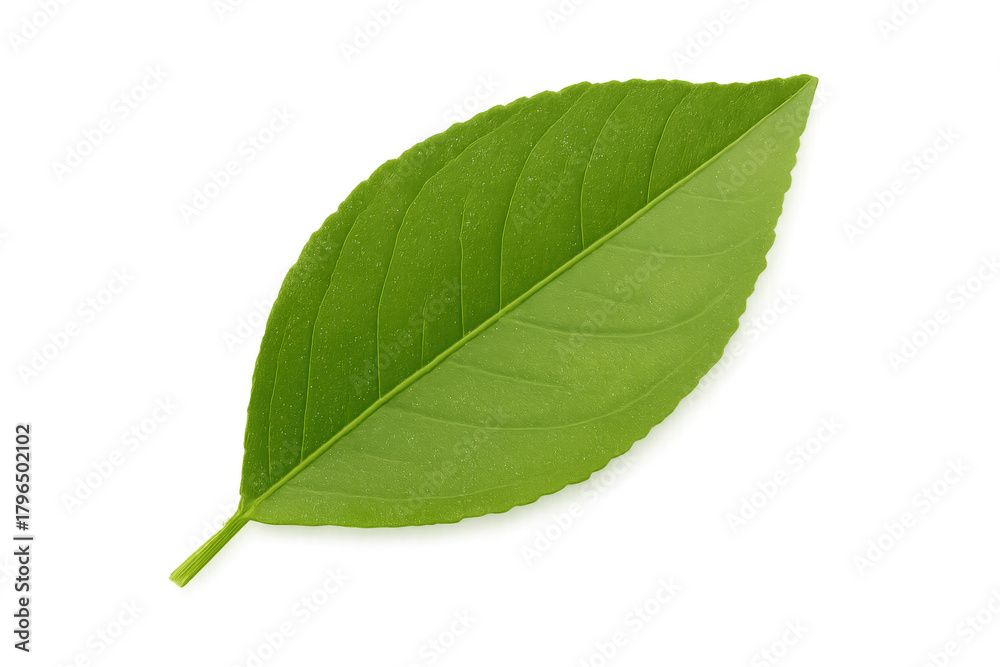 Fototapeta premium Fresh green plant leaf with transparent background