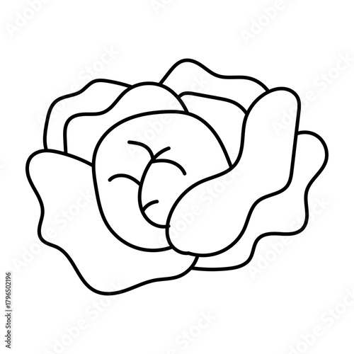 Hand drawn assortment of leafy. Vector illustration of cabbage vegetable icon
